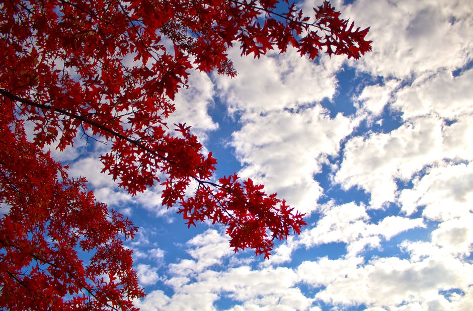 Sky with red leaves